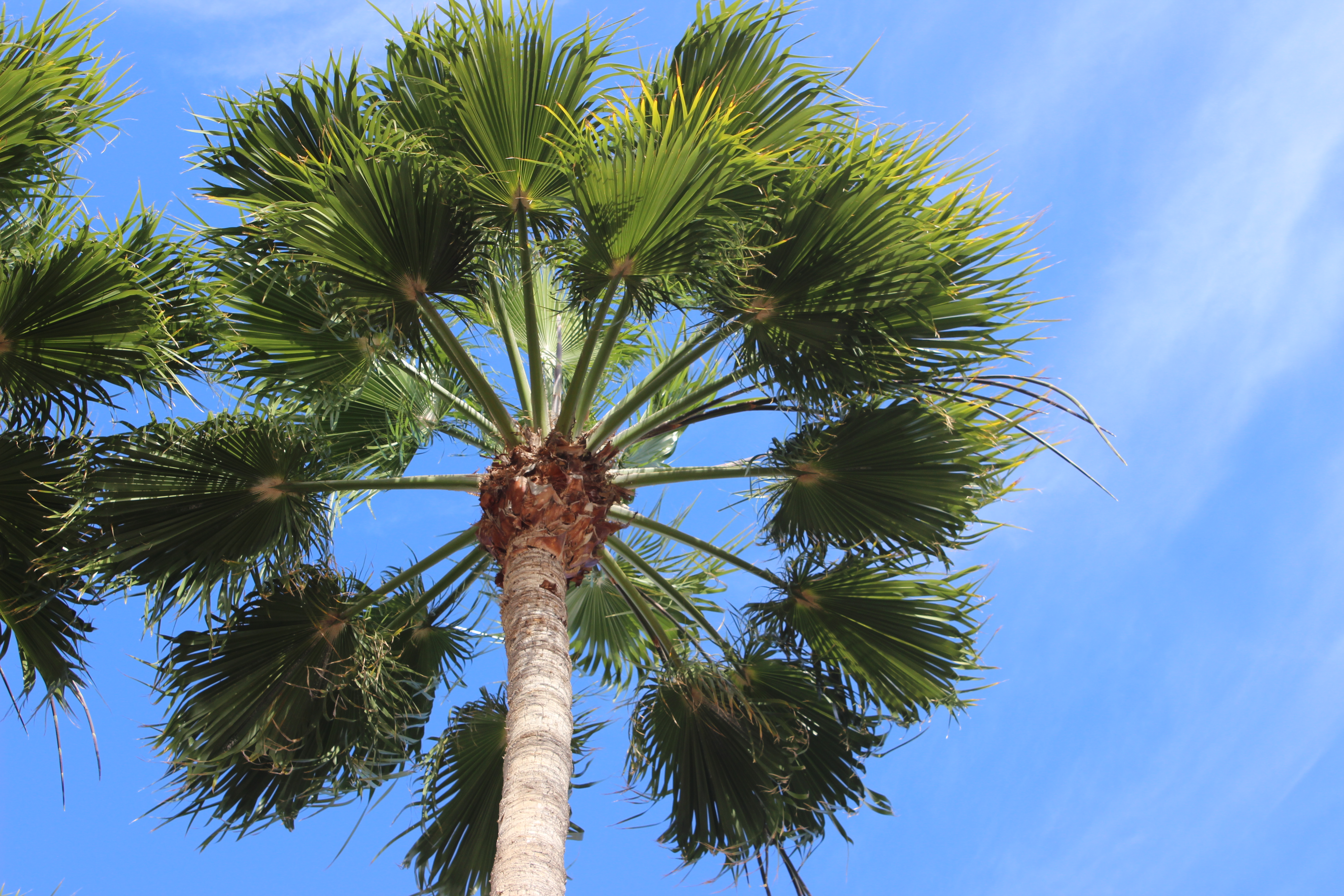 palm
